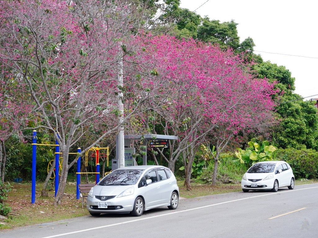 鳥銃頭櫻花公園,新社櫻花,新社櫻花,台中新社櫻花,新社賞櫻,2025新社櫻花,台中新社櫻花,新社賞櫻景點,台中賞櫻景點,協興街櫻花林,新社二苗圃櫻花,興社街軍營外櫻花,大復街櫻花林,新社大南坡櫻花,新社月湖莊園,小櫻花公園,還有新社櫻花新秘境,鳥銃頭櫻花公園,北天直轄院,新社櫻花林餐廳,新社景點,台中櫻花,新社櫻花林餐廳,台中櫻花季2024,新社景點,櫻花鳥森林,台中賞花2024,台中 賞花3月,新社櫻花季,台中景點,台中櫻花,櫻花秘境,新社櫻花 鳥銃頭櫻花公園,新社櫻花,新社櫻花,台中新社櫻花,新社賞櫻,2025新社櫻花,台中新社櫻花,新社賞櫻景點,台中賞櫻景點,協興街櫻花林,新社二苗圃櫻花,興社街軍營外櫻花,大復街櫻花林,新社大南坡櫻花,新社月湖莊園,小櫻花公園,還有新社櫻花新秘境,鳥銃頭櫻花公園,北天直轄院,新社櫻花林餐廳,新社景點,台中櫻花,新社櫻花林餐廳,台中櫻花季2024,新社景點,櫻花鳥森林,台中賞花2024,台中 賞花3月,新社櫻花季,台中景點,台中櫻花,櫻花秘境,新社櫻花