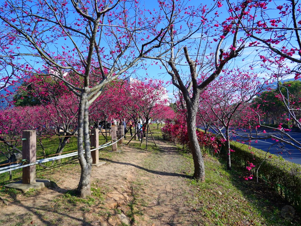 崴立機電,崴立機電櫻花公園,后里櫻花,崴立機電櫻花 花況,后里櫻花秘境,台中櫻花秘境,2025 崴立機電櫻花,2025 崴立機電櫻花 花況 崴立機電,崴立機電櫻花公園,后里櫻花,崴立機電櫻花 花況,后里櫻花秘境,台中櫻花秘境,2025 崴立機電櫻花,2025 崴立機電櫻花 花況