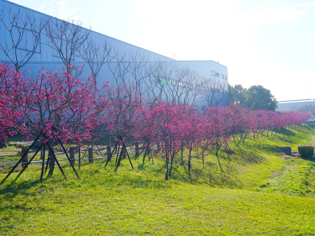 崴立機電,崴立機電櫻花公園,后里櫻花,崴立機電櫻花 花況,后里櫻花秘境,台中櫻花秘境,2025 崴立機電櫻花,2025 崴立機電櫻花 花況 崴立機電,崴立機電櫻花公園,后里櫻花,崴立機電櫻花 花況,后里櫻花秘境,台中櫻花秘境,2025 崴立機電櫻花,2025 崴立機電櫻花 花況