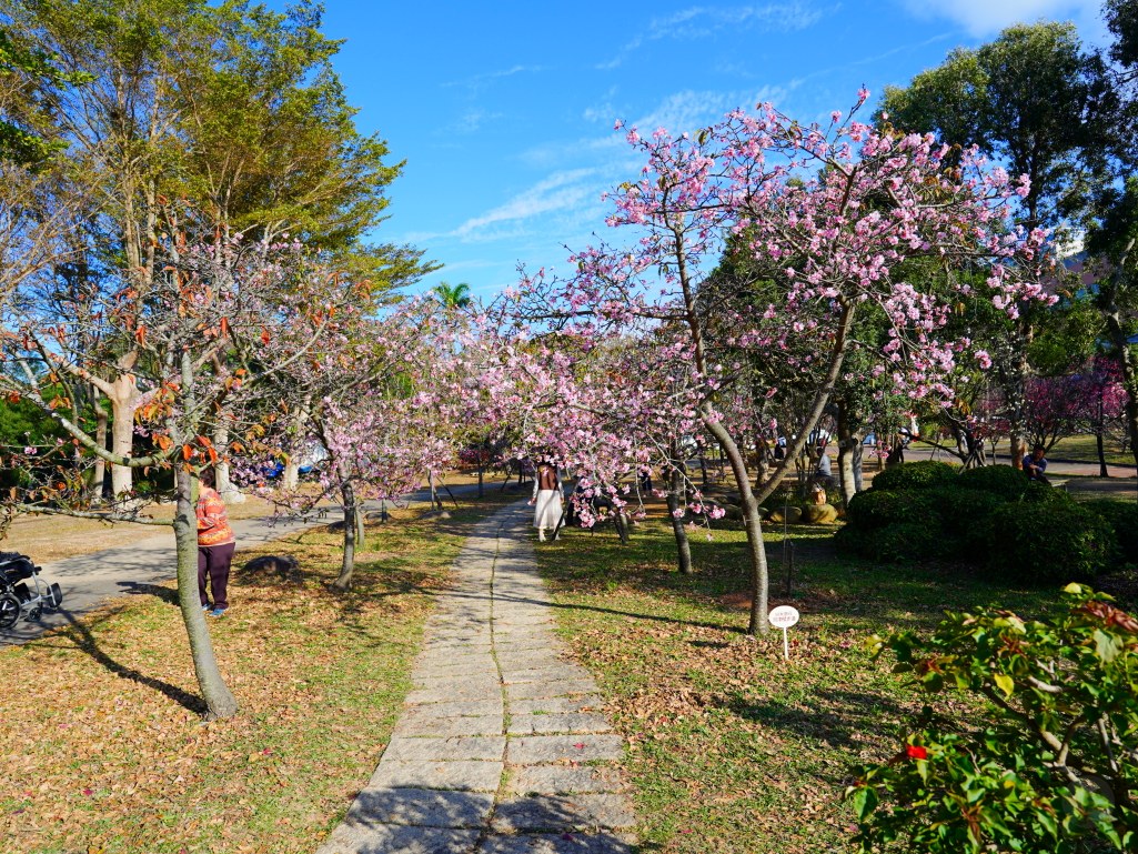 崴立機電,崴立機電櫻花公園,后里櫻花,崴立機電櫻花 花況,后里櫻花秘境,台中櫻花秘境,2025 崴立機電櫻花,2025 崴立機電櫻花 花況 崴立機電,崴立機電櫻花公園,后里櫻花,崴立機電櫻花 花況,后里櫻花秘境,台中櫻花秘境,2025 崴立機電櫻花,2025 崴立機電櫻花 花況