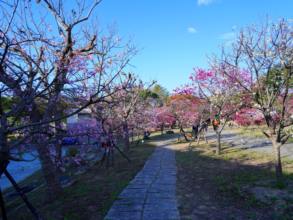 崴立機電,崴立機電櫻花公園,后里櫻花,崴立機電櫻花 花況,后里櫻花秘境,台中櫻花秘境,2025 崴立機電櫻花,2025 崴立機電櫻花 花況 崴立機電,崴立機電櫻花公園,后里櫻花,崴立機電櫻花 花況,后里櫻花秘境,台中櫻花秘境,2025 崴立機電櫻花,2025 崴立機電櫻花 花況