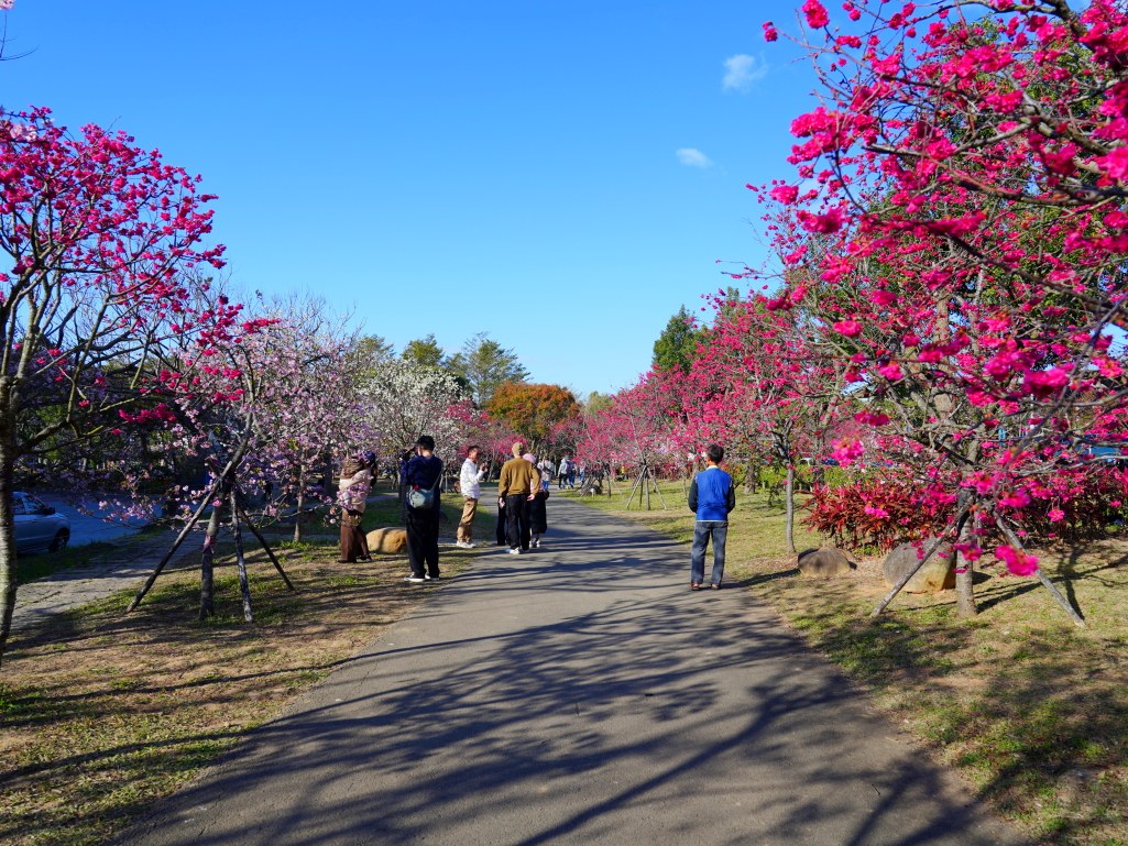 崴立機電,崴立機電櫻花公園,后里櫻花,崴立機電櫻花 花況,后里櫻花秘境,台中櫻花秘境,2025 崴立機電櫻花,2025 崴立機電櫻花 花況 崴立機電,崴立機電櫻花公園,后里櫻花,崴立機電櫻花 花況,后里櫻花秘境,台中櫻花秘境,2025 崴立機電櫻花,2025 崴立機電櫻花 花況