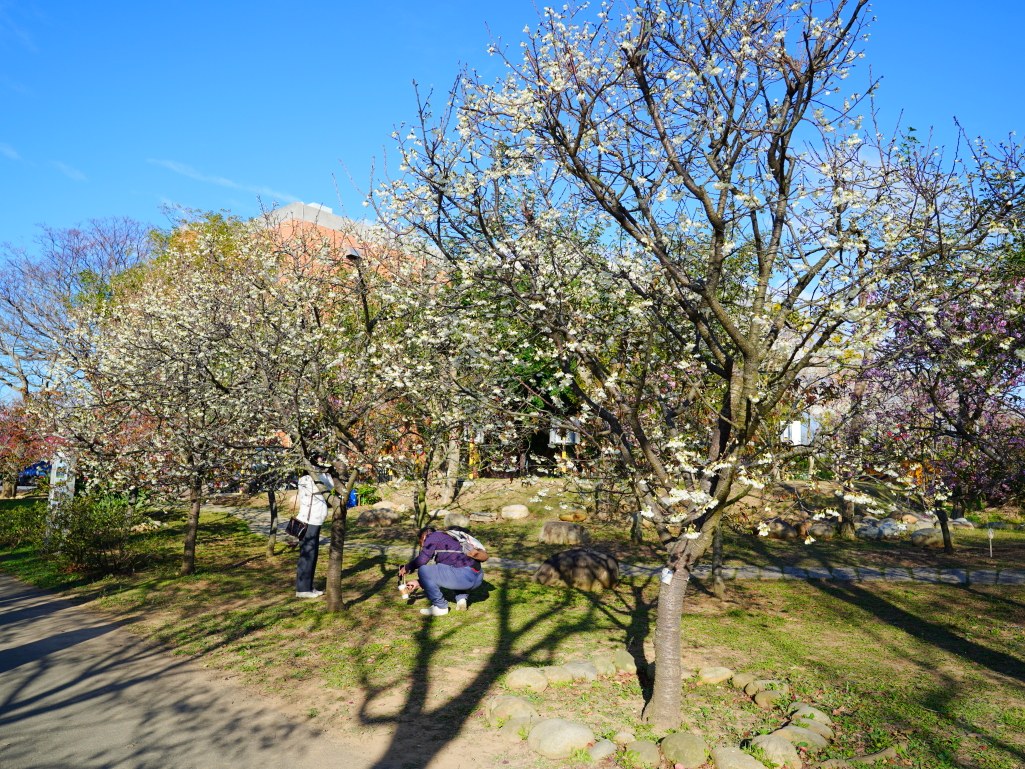 崴立機電,崴立機電櫻花公園,后里櫻花,崴立機電櫻花 花況,后里櫻花秘境,台中櫻花秘境,2025 崴立機電櫻花,2025 崴立機電櫻花 花況