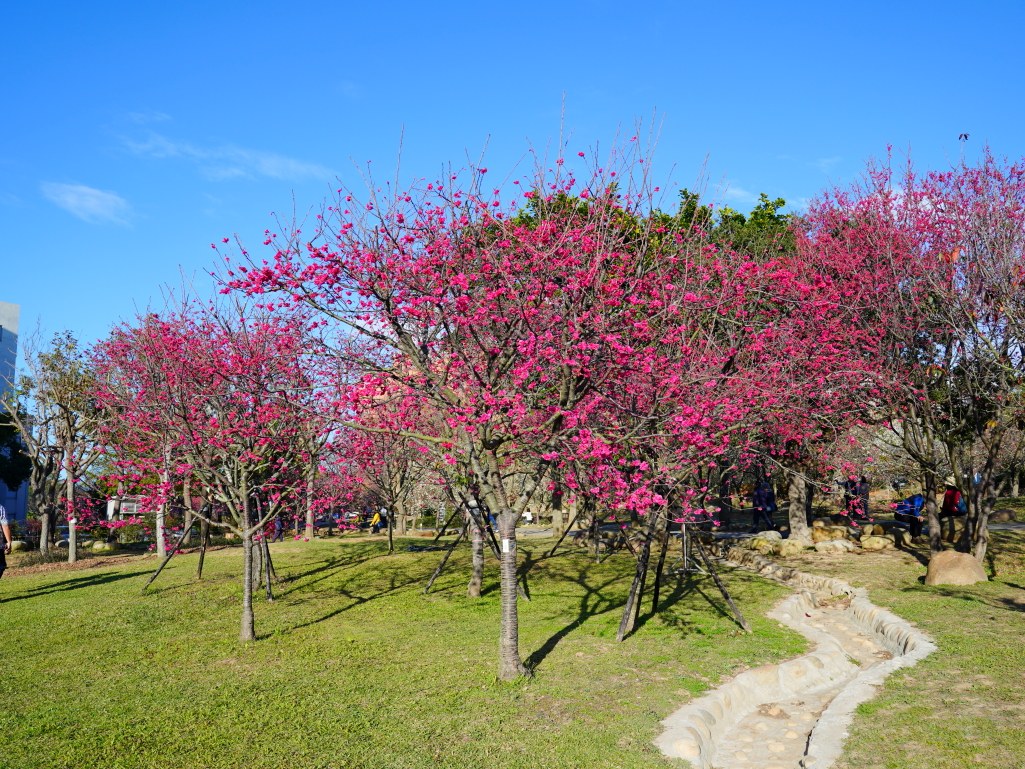 崴立機電,崴立機電櫻花公園,后里櫻花,崴立機電櫻花 花況,后里櫻花秘境,台中櫻花秘境,2025 崴立機電櫻花,2025 崴立機電櫻花 花況 崴立機電,崴立機電櫻花公園,后里櫻花,崴立機電櫻花 花況,后里櫻花秘境,台中櫻花秘境,2025 崴立機電櫻花,2025 崴立機電櫻花 花況