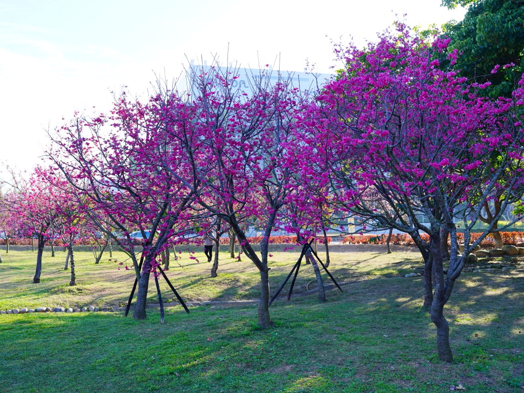 崴立機電,崴立機電櫻花公園,后里櫻花,崴立機電櫻花 花況,后里櫻花秘境,台中櫻花秘境,2025 崴立機電櫻花,2025 崴立機電櫻花 花況 崴立機電,崴立機電櫻花公園,后里櫻花,崴立機電櫻花 花況,后里櫻花秘境,台中櫻花秘境,2025 崴立機電櫻花,2025 崴立機電櫻花 花況