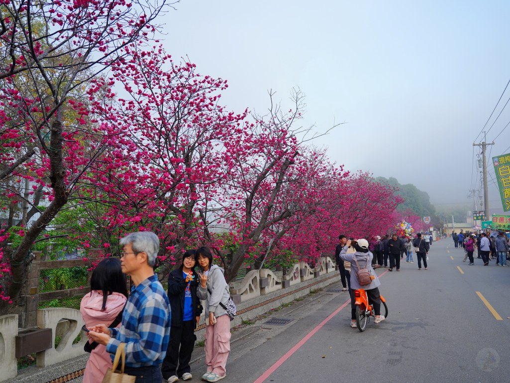 泰安派出所櫻花季,泰安派出所櫻花,后里櫻花秘境,最美的派出所,泰安派出所,2025泰安派出所花況 泰安派出所櫻花季,泰安派出所櫻花,后里櫻花秘境,最美的派出所,泰安派出所,2025泰安派出所花況
