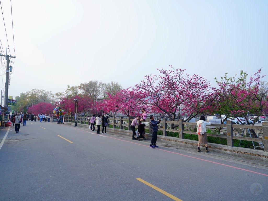 泰安派出所櫻花季,泰安派出所櫻花,后里櫻花秘境,最美的派出所,泰安派出所,2025泰安派出所花況 泰安派出所櫻花季,泰安派出所櫻花,后里櫻花秘境,最美的派出所,泰安派出所,2025泰安派出所花況