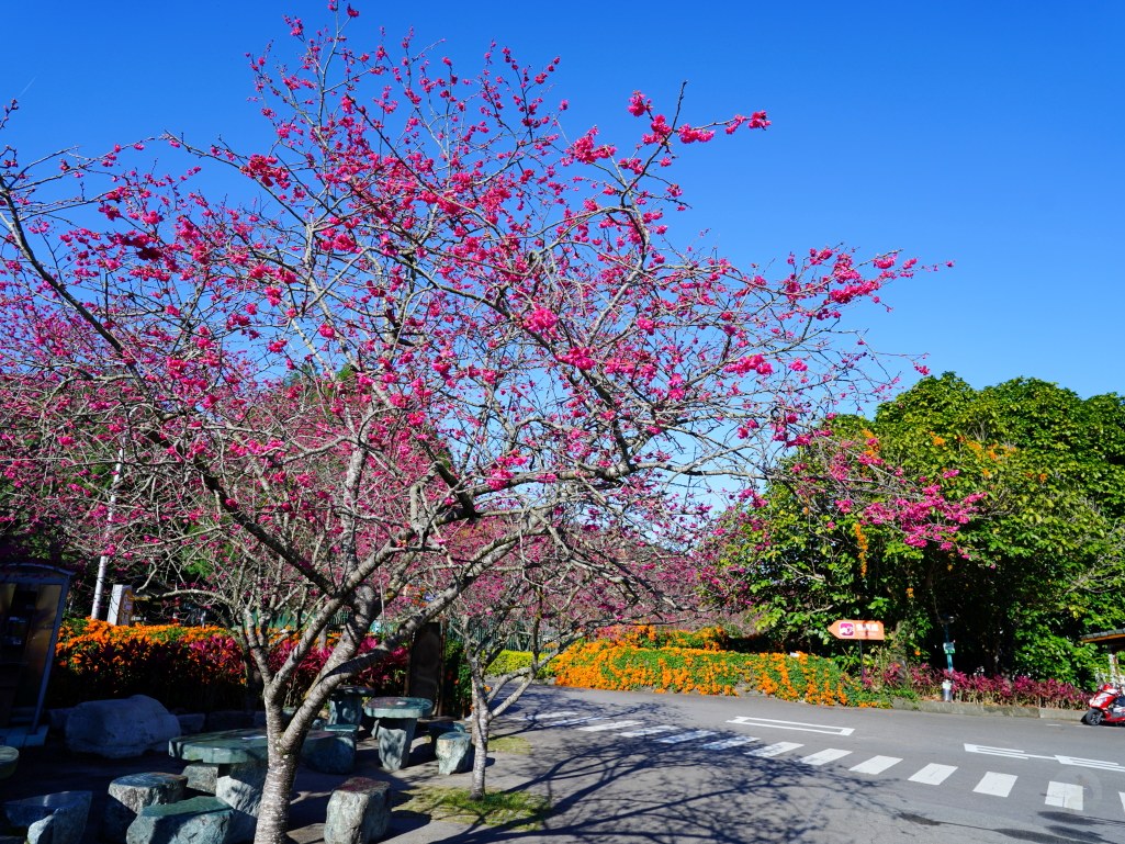 2025九族文化村櫻花季,2025九族文化村櫻花祭,台灣賞櫻景點,南投櫻花季,日月潭賞櫻,九族夜櫻,九族浴衣體驗,櫻花屋台市集