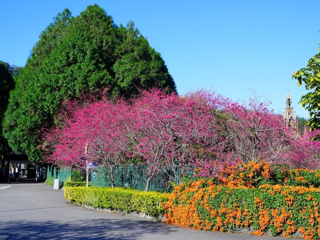 2025九族文化村櫻花季,2025九族文化村櫻花祭,台灣賞櫻景點,南投櫻花季,日月潭賞櫻,九族夜櫻,九族浴衣體驗,櫻花屋台市集