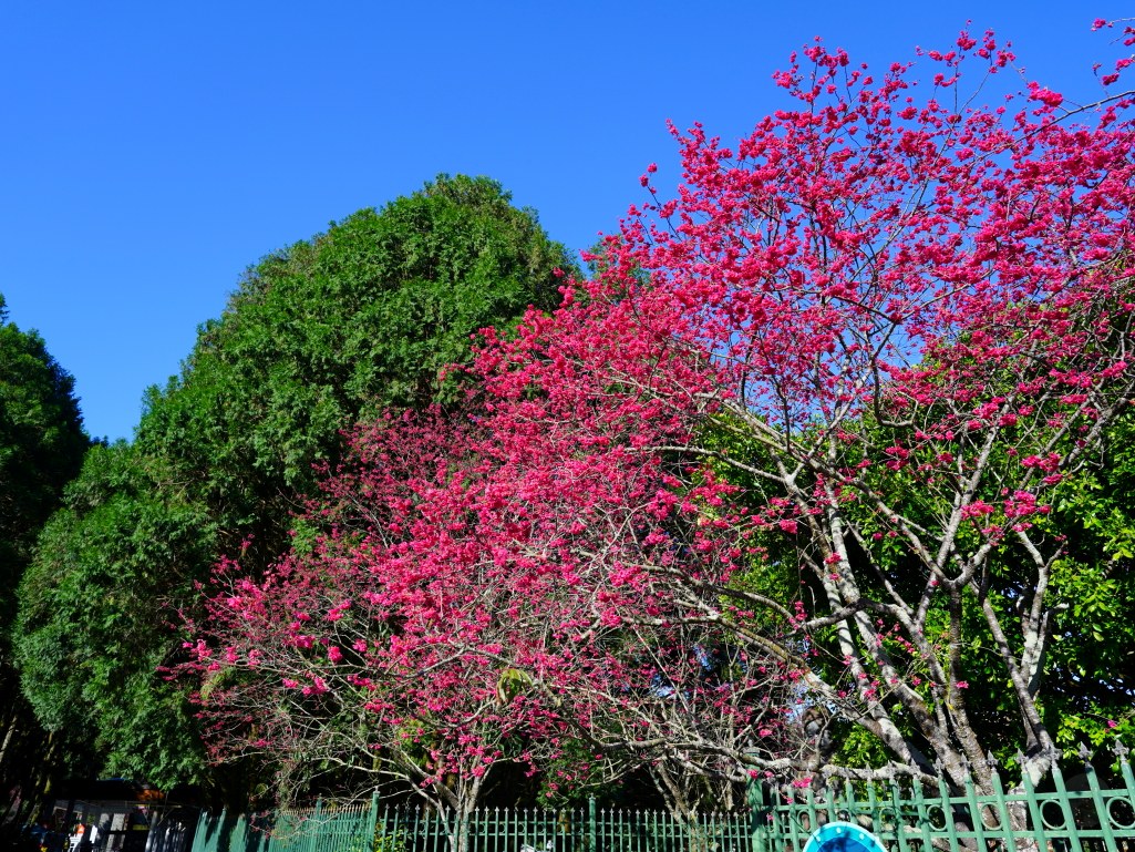 2025九族文化村櫻花季,2025九族文化村櫻花祭,台灣賞櫻景點,南投櫻花季,日月潭賞櫻,九族夜櫻,九族浴衣體驗,櫻花屋台市集
