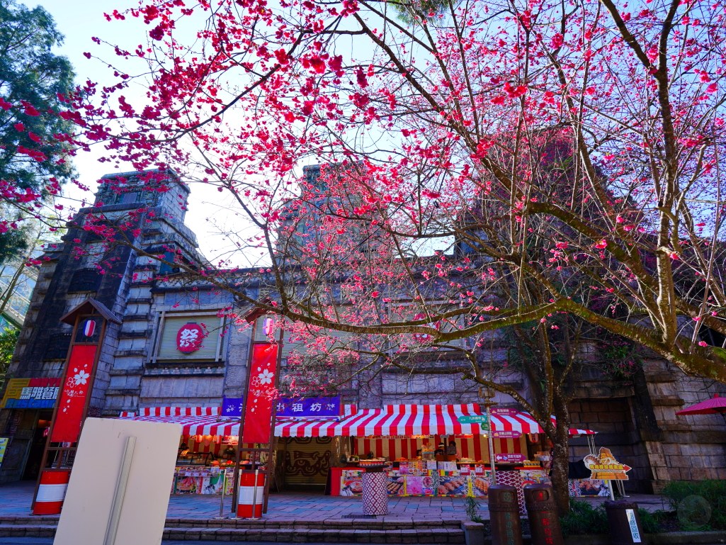 2025九族文化村櫻花季,2025九族文化村櫻花祭,台灣賞櫻景點,南投櫻花季,日月潭賞櫻,九族夜櫻,九族浴衣體驗,櫻花屋台市集