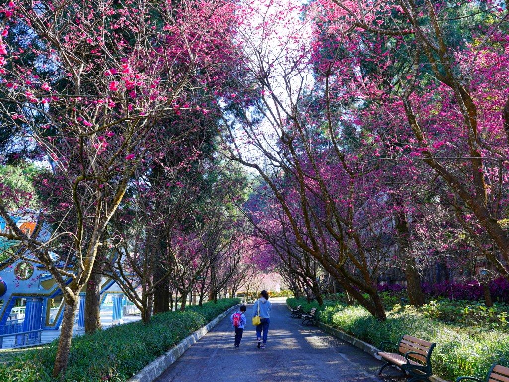 2025九族文化村櫻花季,2025九族文化村櫻花祭,台灣賞櫻景點,南投櫻花季,日月潭賞櫻,九族夜櫻,九族浴衣體驗,櫻花屋台市集
