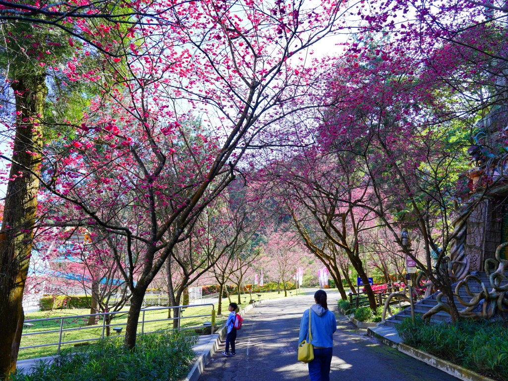 2025九族文化村櫻花季,2025九族文化村櫻花祭,台灣賞櫻景點,南投櫻花季,日月潭賞櫻,九族夜櫻,九族浴衣體驗,櫻花屋台市集