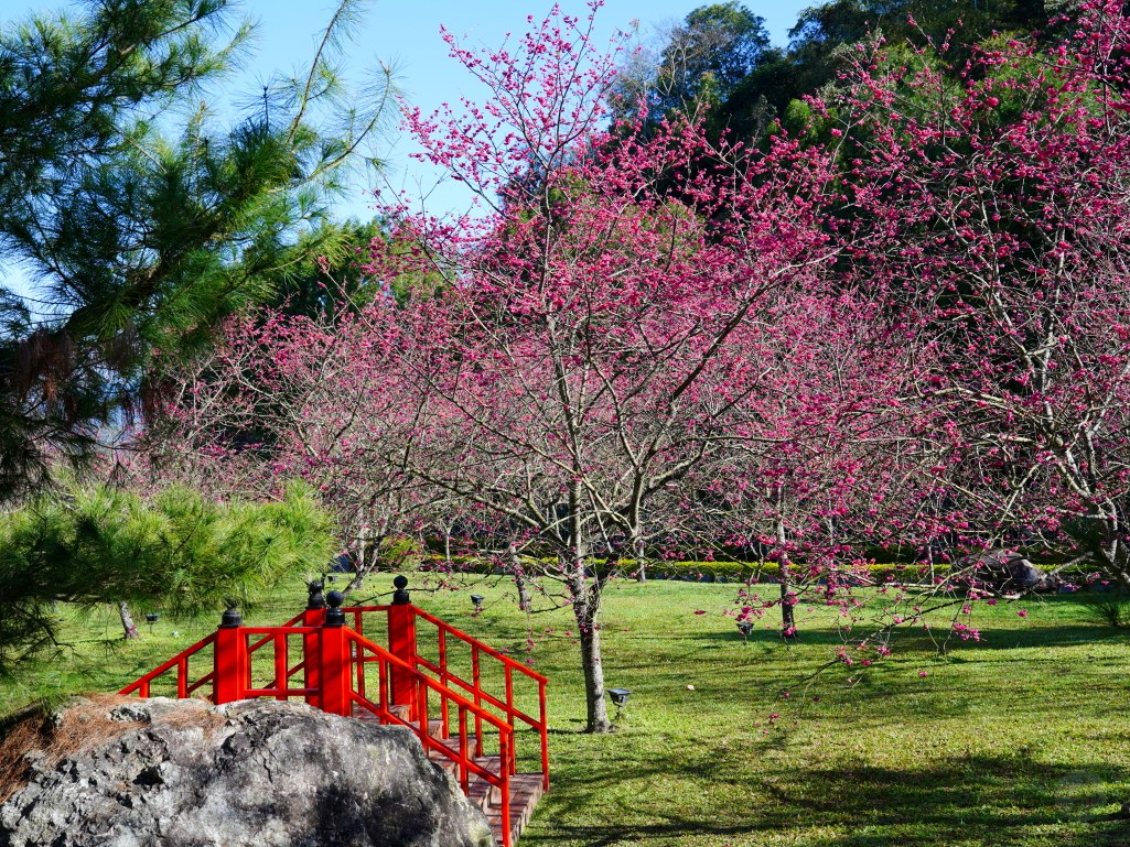 2025九族文化村櫻花季,2025九族文化村櫻花祭,台灣賞櫻景點,南投櫻花季,日月潭賞櫻,九族夜櫻,九族浴衣體驗,櫻花屋台市集