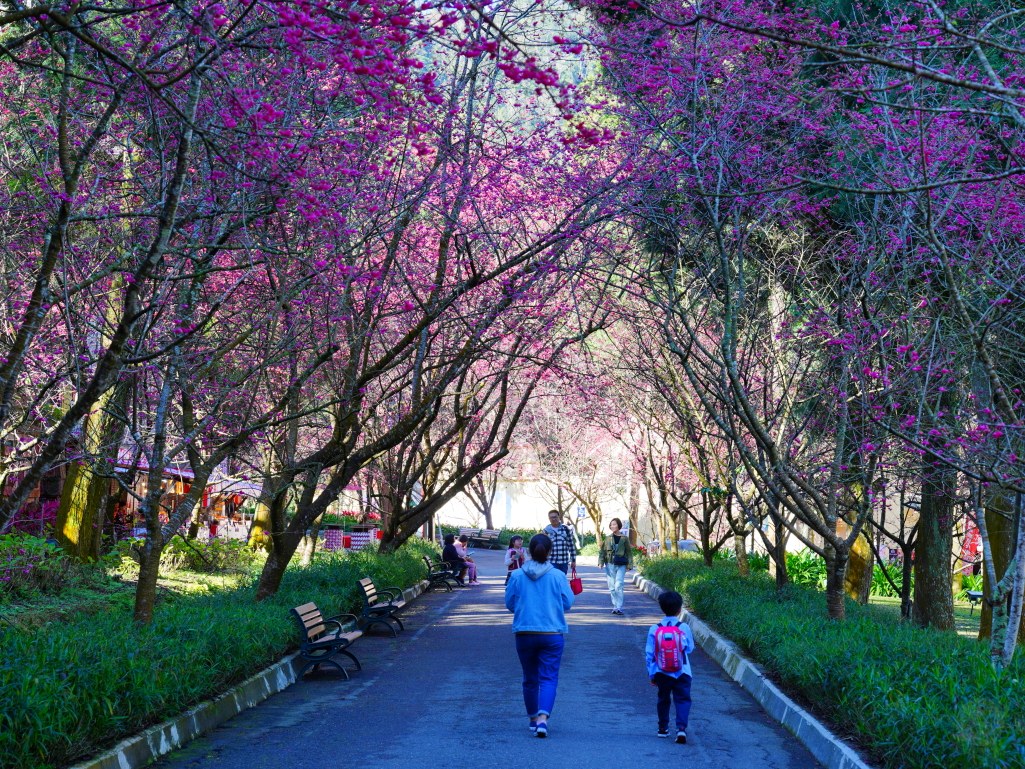 2025九族文化村櫻花季,2025九族文化村櫻花祭,台灣賞櫻景點,南投櫻花季,日月潭賞櫻,九族夜櫻,九族浴衣體驗,櫻花屋台市集