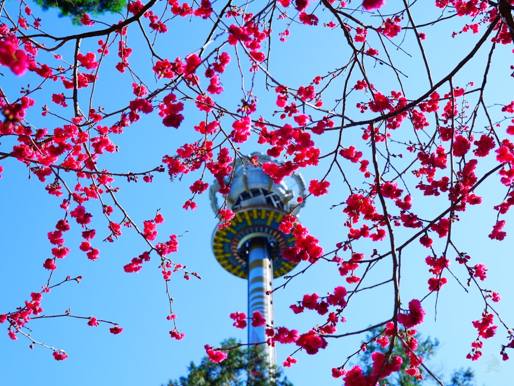 2025九族文化村櫻花季,2025九族文化村櫻花祭,台灣賞櫻景點,南投櫻花季,日月潭賞櫻,九族夜櫻,九族浴衣體驗,櫻花屋台市集
