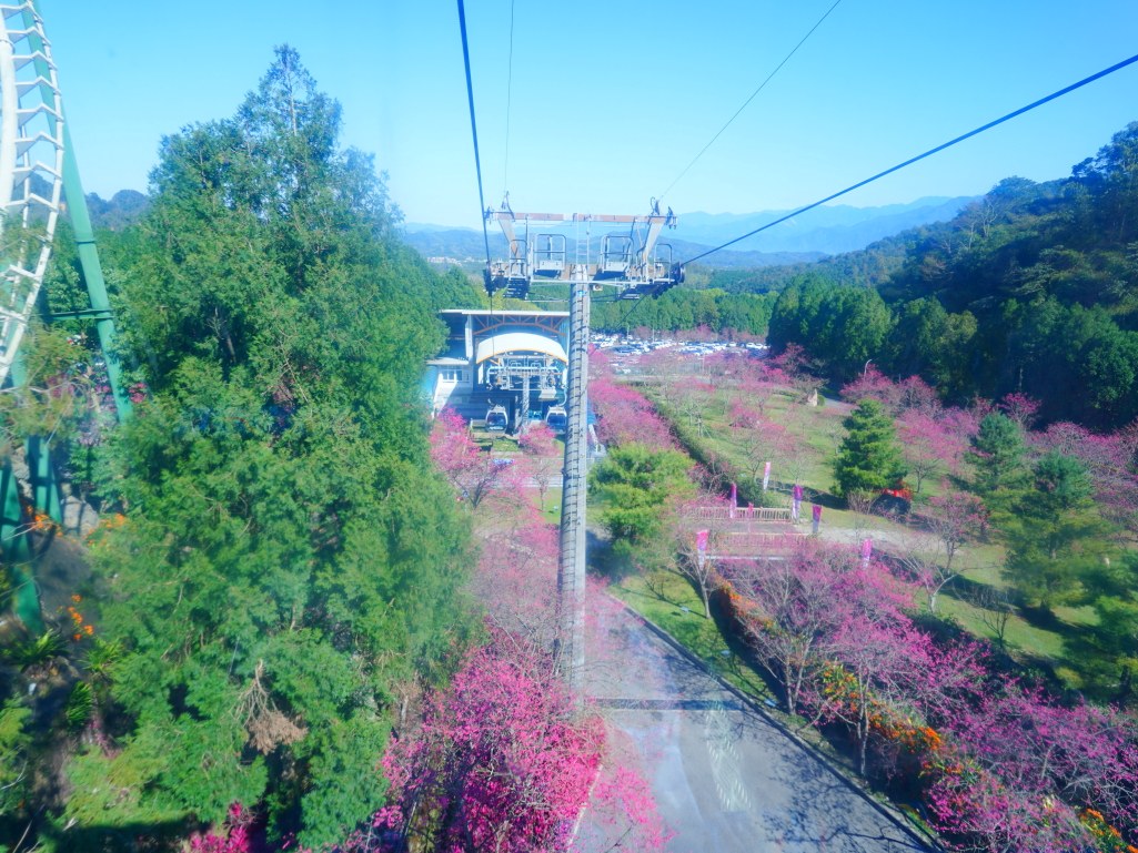 2025九族文化村櫻花季,2025九族文化村櫻花祭,台灣賞櫻景點,南投櫻花季,日月潭賞櫻,九族夜櫻,九族浴衣體驗,櫻花屋台市集