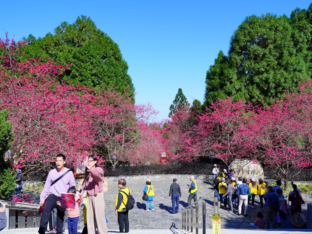 2025九族文化村櫻花季,2025九族文化村櫻花祭,台灣賞櫻景點,南投櫻花季,日月潭賞櫻,九族夜櫻,九族浴衣體驗,櫻花屋台市集
