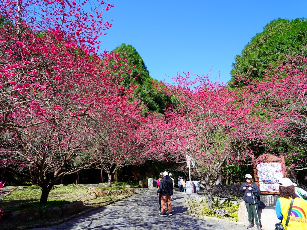 2025九族文化村櫻花季,2025九族文化村櫻花祭,台灣賞櫻景點,南投櫻花季,日月潭賞櫻,九族夜櫻,九族浴衣體驗,櫻花屋台市集