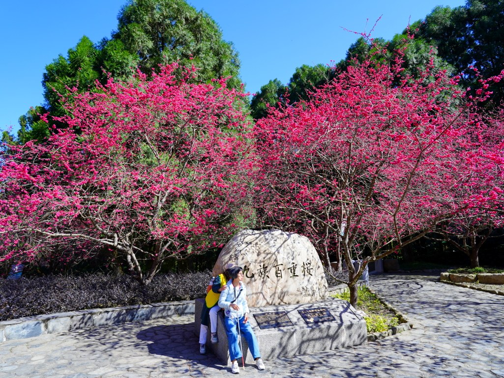 2025九族文化村櫻花季,2025九族文化村櫻花祭,台灣賞櫻景點,南投櫻花季,日月潭賞櫻,九族夜櫻,九族浴衣體驗,櫻花屋台市集