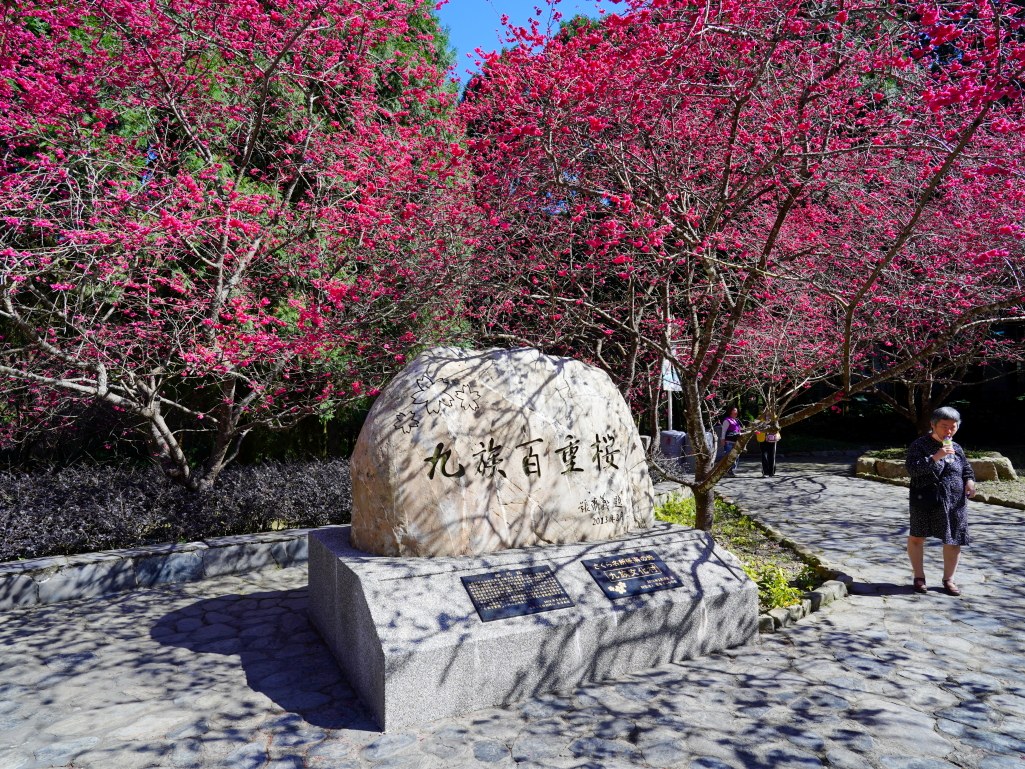 2025九族文化村櫻花季,2025九族文化村櫻花祭,台灣賞櫻景點,南投櫻花季,日月潭賞櫻,九族夜櫻,九族浴衣體驗,櫻花屋台市集