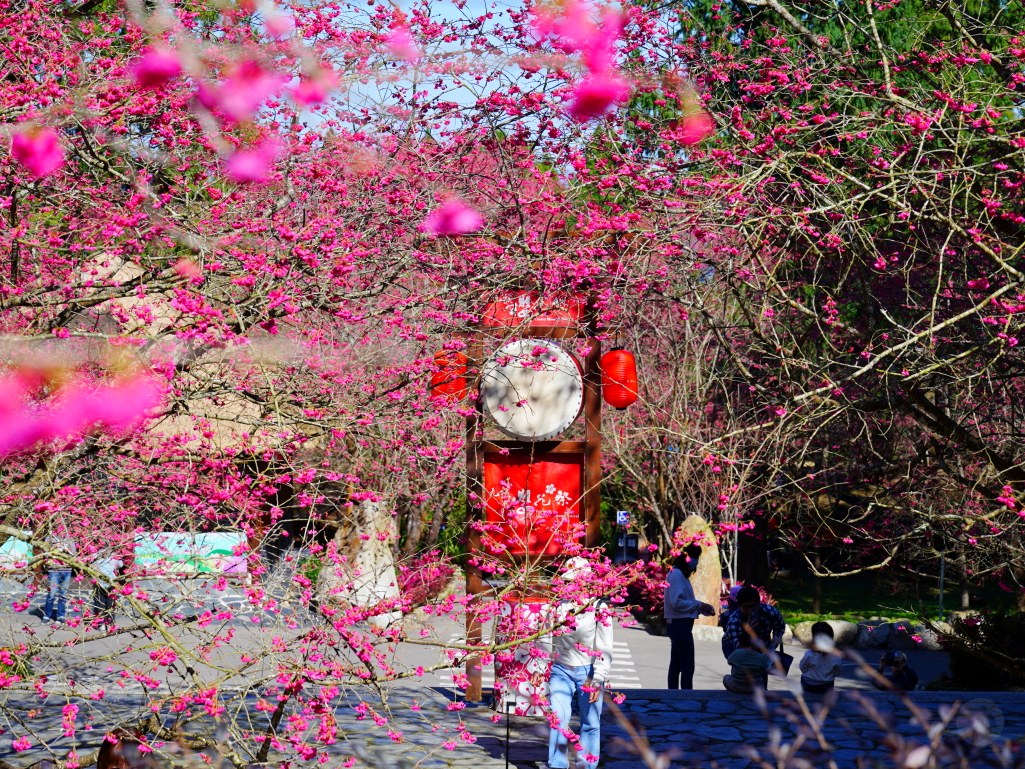 2025九族文化村櫻花季,2025九族文化村櫻花祭,台灣賞櫻景點,南投櫻花季,日月潭賞櫻,九族夜櫻,九族浴衣體驗,櫻花屋台市集