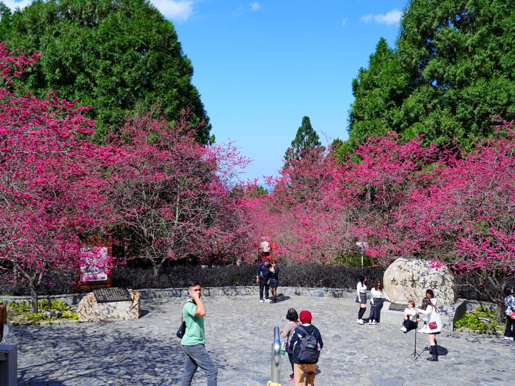 2025九族文化村櫻花季,2025九族文化村櫻花祭,台灣賞櫻景點,南投櫻花季,日月潭賞櫻,九族夜櫻,九族浴衣體驗,櫻花屋台市集