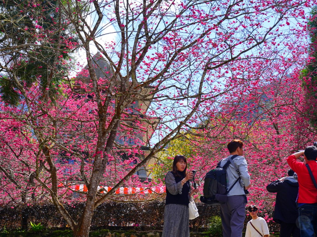2025九族文化村櫻花季,2025九族文化村櫻花祭,台灣賞櫻景點,南投櫻花季,日月潭賞櫻,九族夜櫻,九族浴衣體驗,櫻花屋台市集