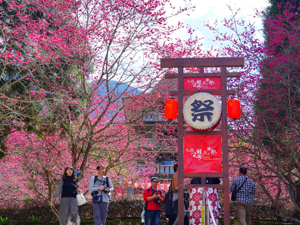 2025九族文化村櫻花季,2025九族文化村櫻花祭,台灣賞櫻景點,南投櫻花季,日月潭賞櫻,九族夜櫻,九族浴衣體驗,櫻花屋台市集