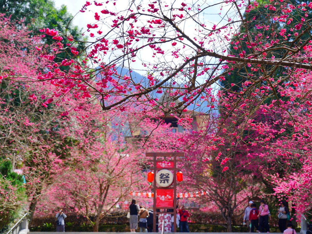 2025九族文化村櫻花季,2025九族文化村櫻花祭,台灣賞櫻景點,南投櫻花季,日月潭賞櫻,九族夜櫻,九族浴衣體驗,櫻花屋台市集
