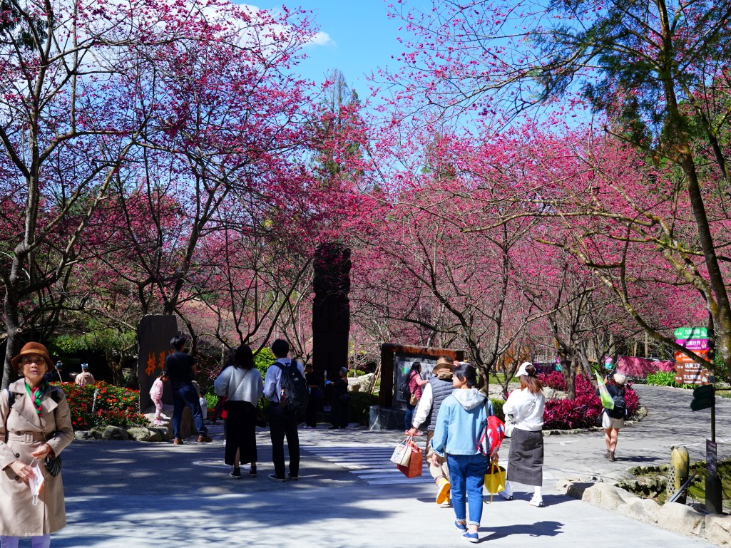 2025九族文化村櫻花季,2025九族文化村櫻花祭,台灣賞櫻景點,南投櫻花季,日月潭賞櫻,九族夜櫻,九族浴衣體驗,櫻花屋台市集