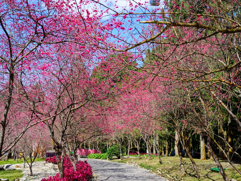 2025九族文化村櫻花季,2025九族文化村櫻花祭,台灣賞櫻景點,南投櫻花季,日月潭賞櫻,九族夜櫻,九族浴衣體驗,櫻花屋台市集