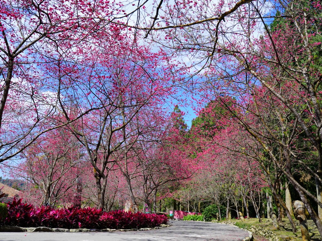 2025九族文化村櫻花季,2025九族文化村櫻花祭,台灣賞櫻景點,南投櫻花季,日月潭賞櫻,九族夜櫻,九族浴衣體驗,櫻花屋台市集