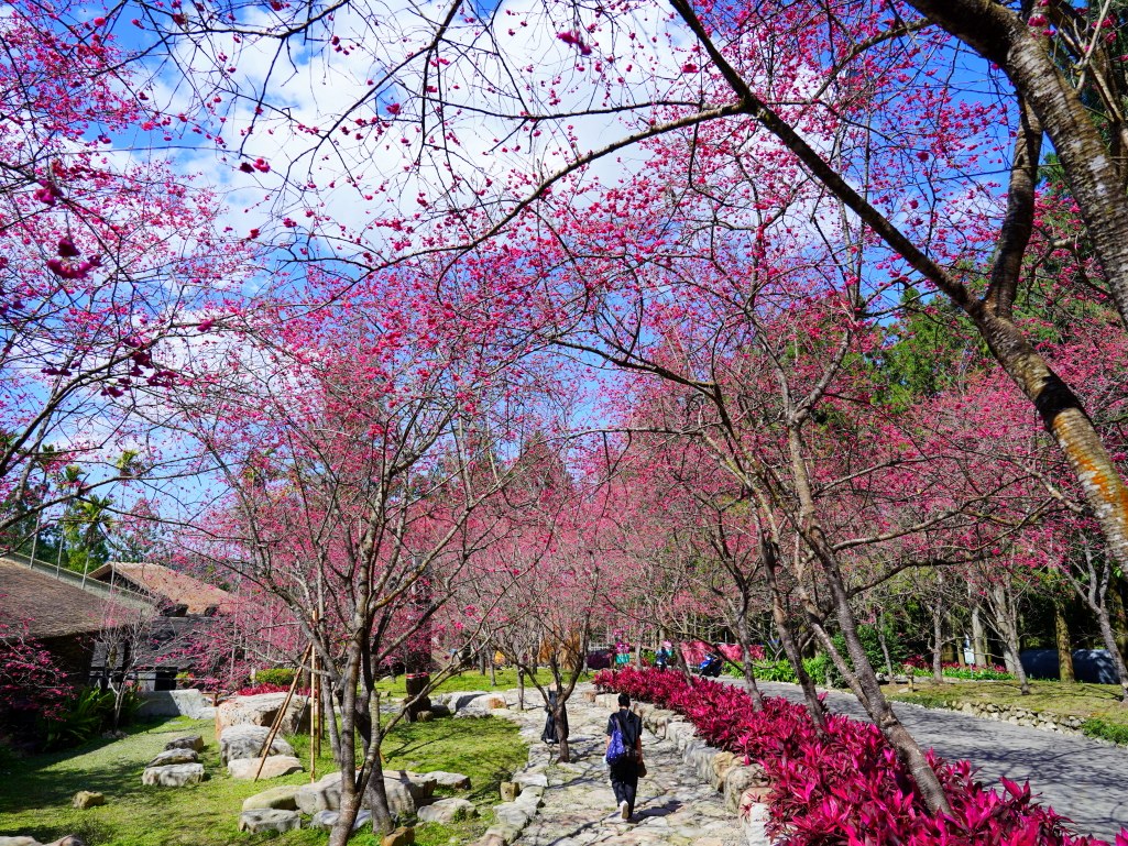 2025九族文化村櫻花季,2025九族文化村櫻花祭,台灣賞櫻景點,南投櫻花季,日月潭賞櫻,九族夜櫻,九族浴衣體驗,櫻花屋台市集