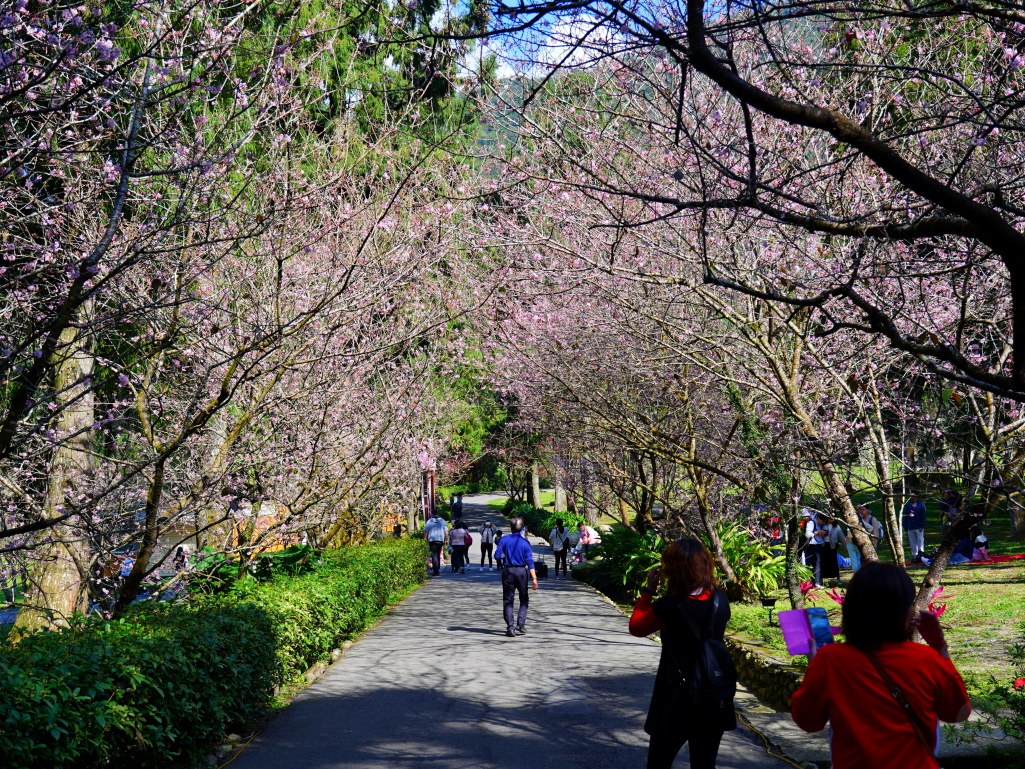 2025九族文化村櫻花季,2025九族文化村櫻花祭,台灣賞櫻景點,南投櫻花季,日月潭賞櫻,九族夜櫻,九族浴衣體驗,櫻花屋台市集