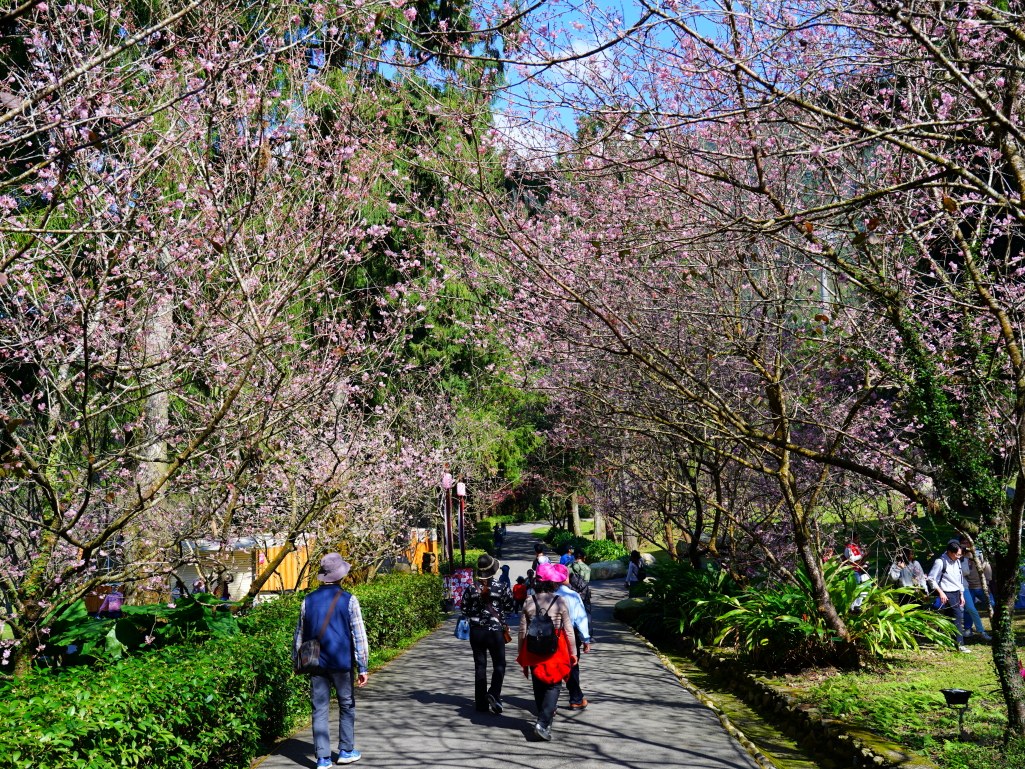 2025九族文化村櫻花季,2025九族文化村櫻花祭,台灣賞櫻景點,南投櫻花季,日月潭賞櫻,九族夜櫻,九族浴衣體驗,櫻花屋台市集