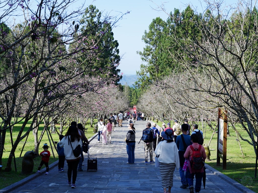 2025九族文化村櫻花季,2025九族文化村櫻花祭,台灣賞櫻景點,南投櫻花季,日月潭賞櫻,九族夜櫻,九族浴衣體驗,櫻花屋台市集