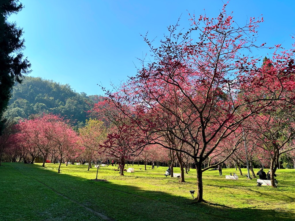 2025九族文化村櫻花季,2025九族文化村櫻花祭,台灣賞櫻景點,南投櫻花季,日月潭賞櫻,九族夜櫻,九族浴衣體驗,櫻花屋台市集