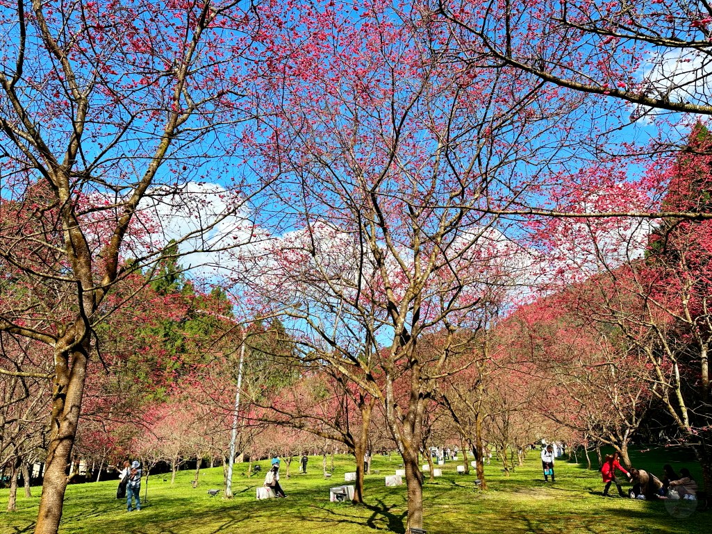 2025九族文化村櫻花季,2025九族文化村櫻花祭,台灣賞櫻景點,南投櫻花季,日月潭賞櫻,九族夜櫻,九族浴衣體驗,櫻花屋台市集