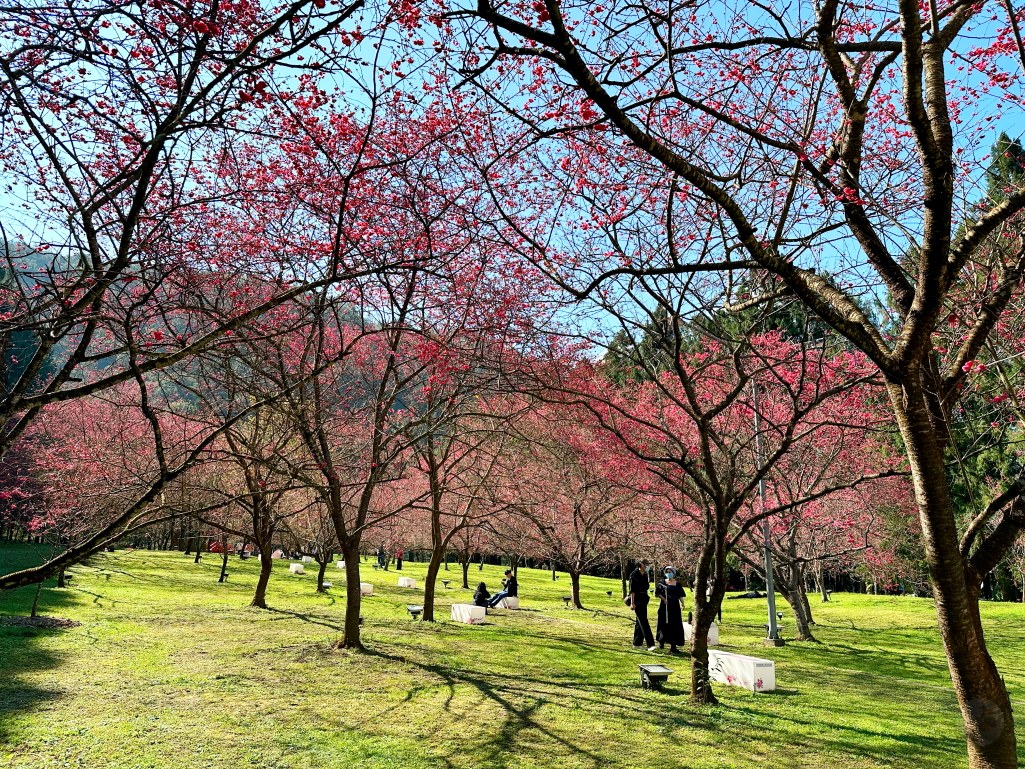 2025九族文化村櫻花季,2025九族文化村櫻花祭,台灣賞櫻景點,南投櫻花季,日月潭賞櫻,九族夜櫻,九族浴衣體驗,櫻花屋台市集