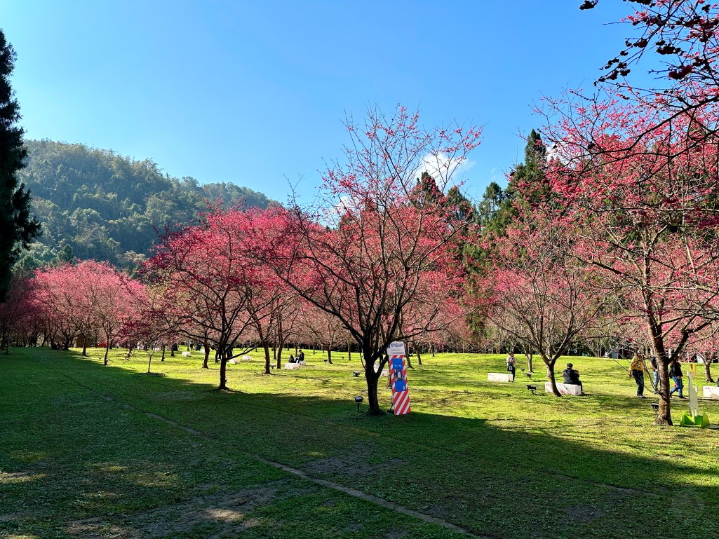 2025九族文化村櫻花季,2025九族文化村櫻花祭,台灣賞櫻景點,南投櫻花季,日月潭賞櫻,九族夜櫻,九族浴衣體驗,櫻花屋台市集