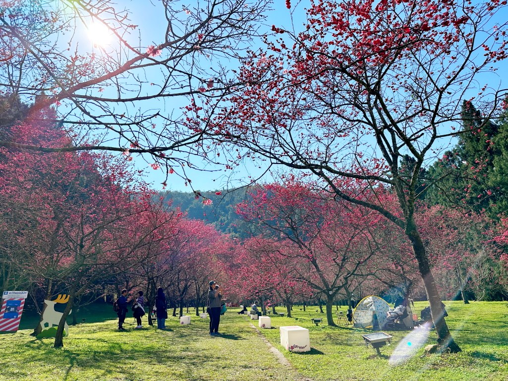 2025九族文化村櫻花季,2025九族文化村櫻花祭,台灣賞櫻景點,南投櫻花季,日月潭賞櫻,九族夜櫻,九族浴衣體驗,櫻花屋台市集