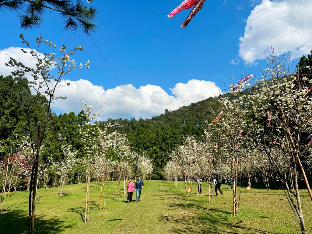 2025九族文化村櫻花季,2025九族文化村櫻花祭,台灣賞櫻景點,南投櫻花季,日月潭賞櫻,九族夜櫻,九族浴衣體驗,櫻花屋台市集