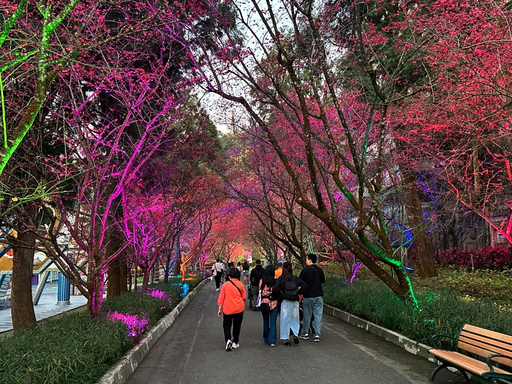 2025九族文化村櫻花季,2025九族文化村櫻花祭,台灣賞櫻景點,南投櫻花季,日月潭賞櫻,九族夜櫻,九族浴衣體驗,櫻花屋台市集