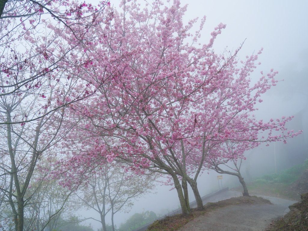 望高茶園,2025望高茶園,望高茶園櫻花,望高茶園櫻花 花況,南投賞櫻景點,南投賞櫻秘境,望高櫻花林,望高櫻花 望高茶園,2025望高茶園,望高茶園櫻花,望高茶園櫻花 花況,南投賞櫻景點,南投賞櫻秘境,望高櫻花林,望高櫻花