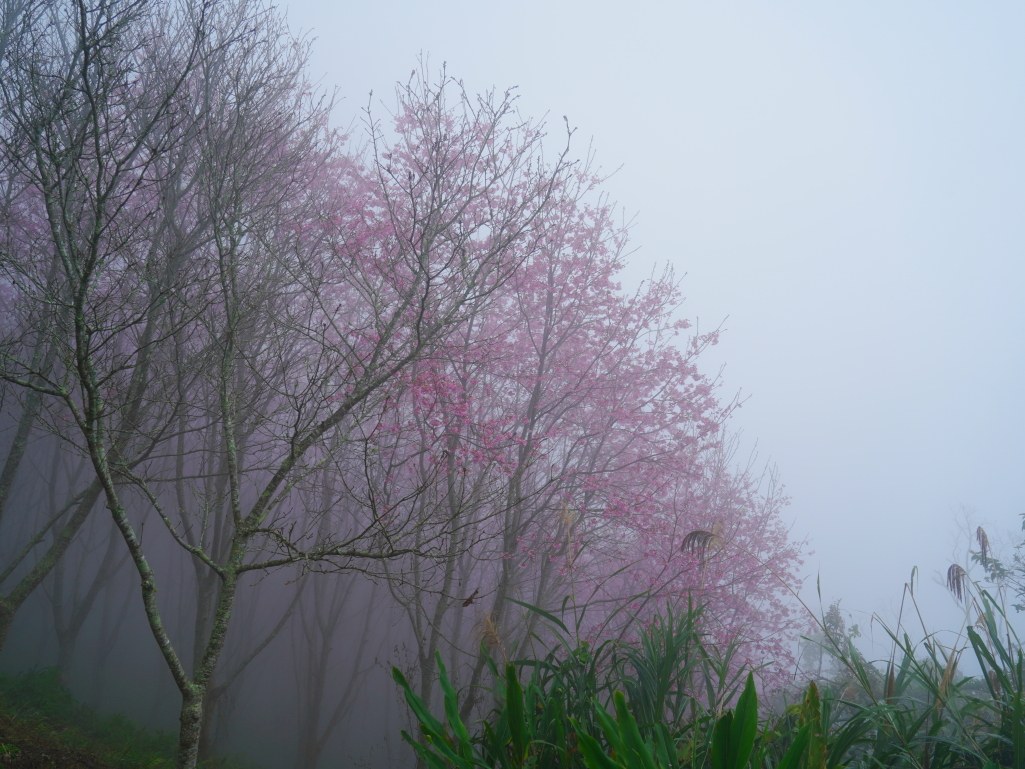 望高茶園,2025望高茶園,望高茶園櫻花,望高茶園櫻花 花況,南投賞櫻景點,南投賞櫻秘境,望高櫻花林,望高櫻花 望高茶園,2025望高茶園,望高茶園櫻花,望高茶園櫻花 花況,南投賞櫻景點,南投賞櫻秘境,望高櫻花林,望高櫻花