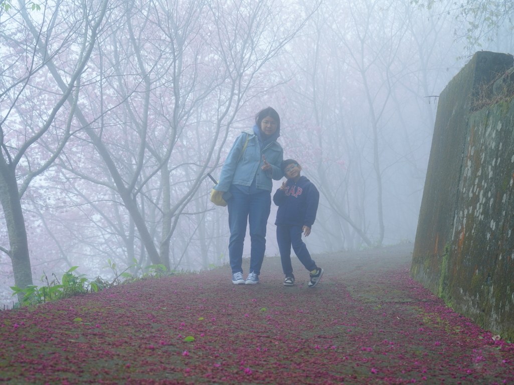 望高茶園,2025望高茶園,望高茶園櫻花,望高茶園櫻花 花況,南投賞櫻景點,南投賞櫻秘境,望高櫻花林,望高櫻花 望高茶園,2025望高茶園,望高茶園櫻花,望高茶園櫻花 花況,南投賞櫻景點,南投賞櫻秘境,望高櫻花林,望高櫻花