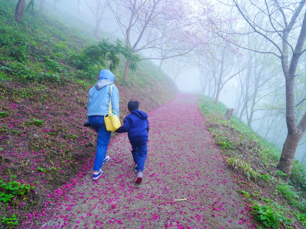望高茶園,2025望高茶園,望高茶園櫻花,望高茶園櫻花 花況,南投賞櫻景點,南投賞櫻秘境,望高櫻花林,望高櫻花 望高茶園,2025望高茶園,望高茶園櫻花,望高茶園櫻花 花況,南投賞櫻景點,南投賞櫻秘境,望高櫻花林,望高櫻花