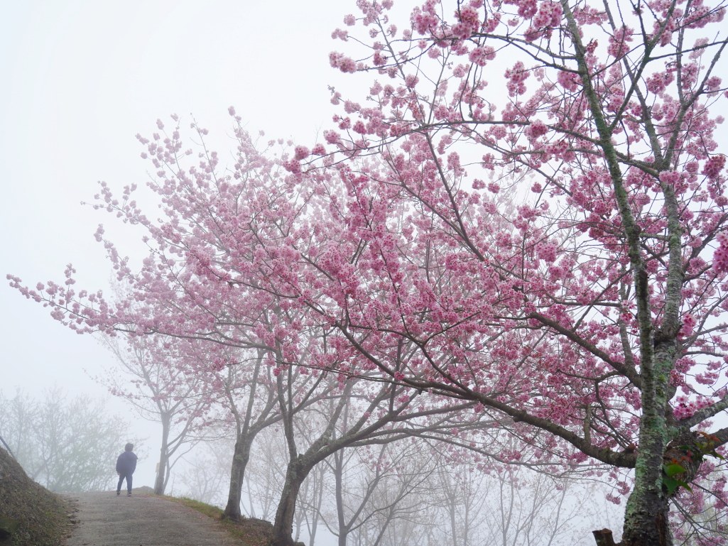 望高茶園,2025望高茶園,望高茶園櫻花,望高茶園櫻花 花況,南投賞櫻景點,南投賞櫻秘境,望高櫻花林,望高櫻花 望高茶園,2025望高茶園,望高茶園櫻花,望高茶園櫻花 花況,南投賞櫻景點,南投賞櫻秘境,望高櫻花林,望高櫻花