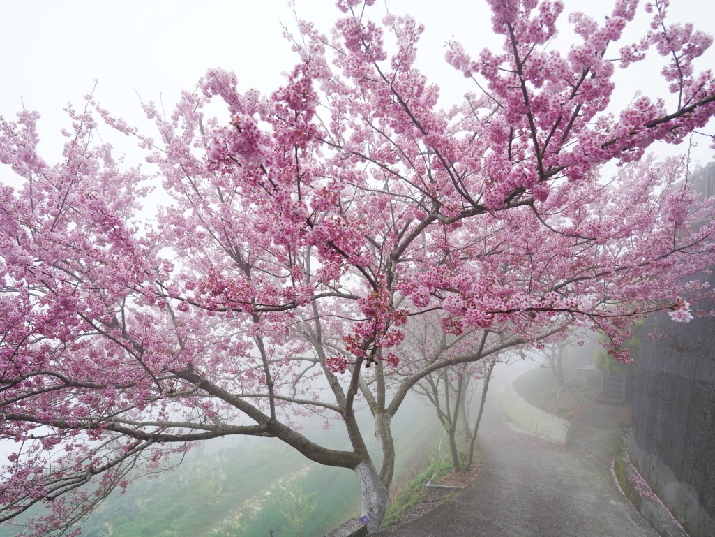 望高茶園,2025望高茶園,望高茶園櫻花,望高茶園櫻花 花況,南投賞櫻景點,南投賞櫻秘境,望高櫻花林,望高櫻花 望高茶園,2025望高茶園,望高茶園櫻花,望高茶園櫻花 花況,南投賞櫻景點,南投賞櫻秘境,望高櫻花林,望高櫻花